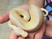 Gorgeous new babies of Albino and Piebald ball pythons