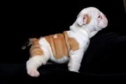 two Charming English Bulldog Puppies for adoption. female and male Eng
